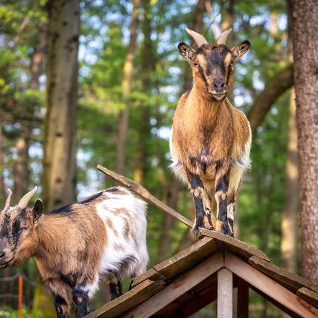 Stara Soncna Hisa Lägenhet Radovljica Exteriör bild